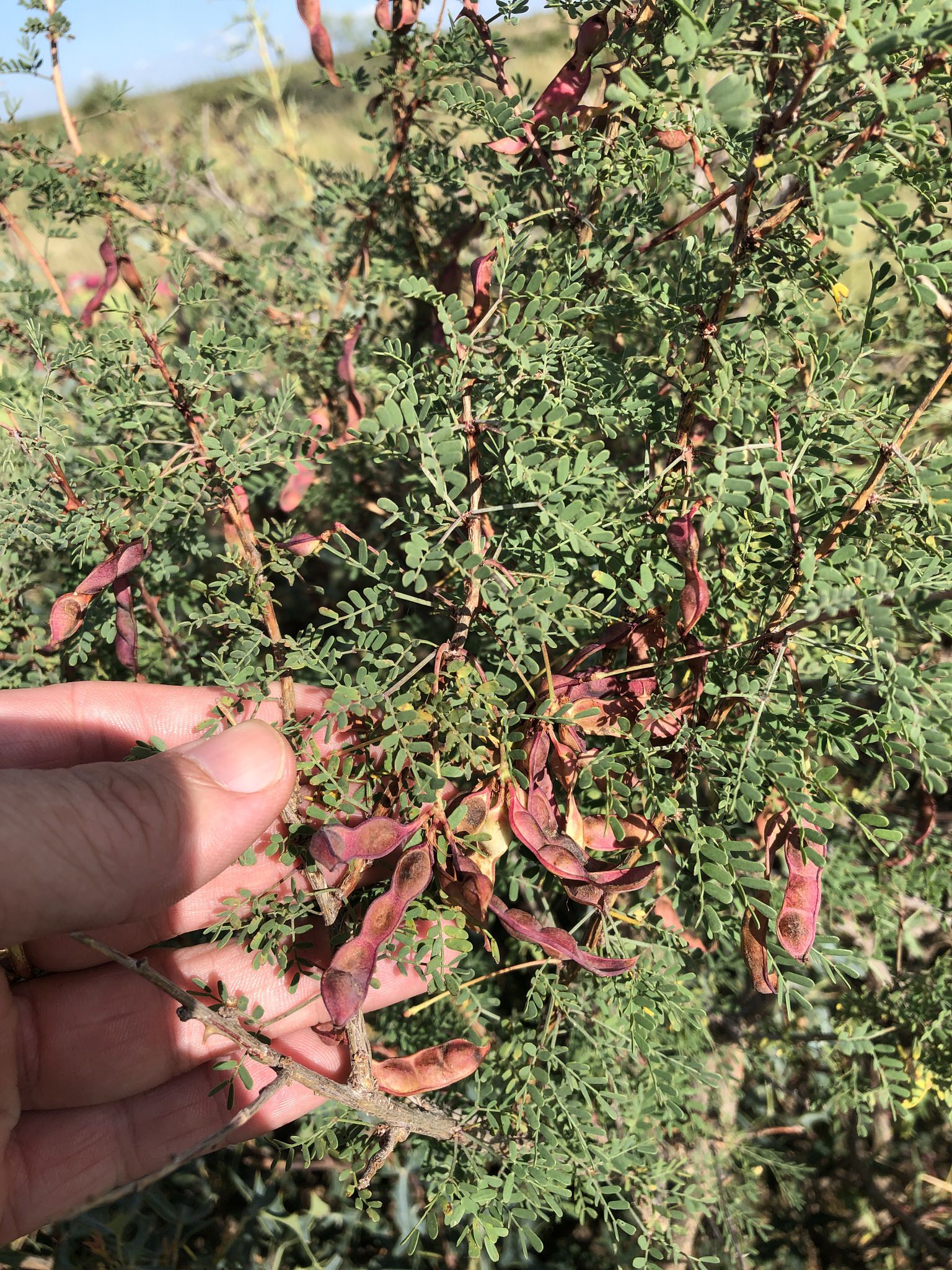 Mimosa aculeaticarpa